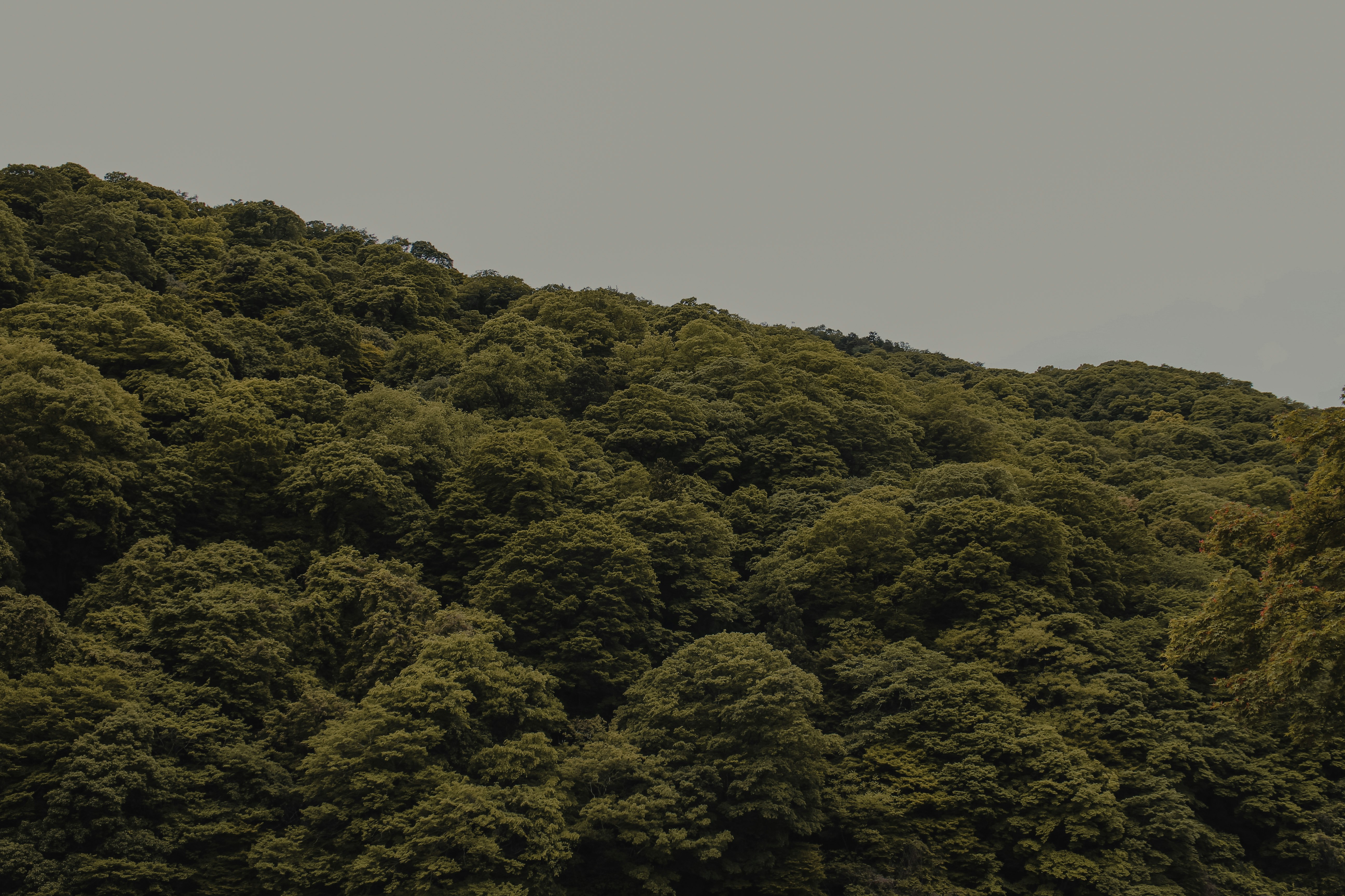 green trees on mountain during daytime